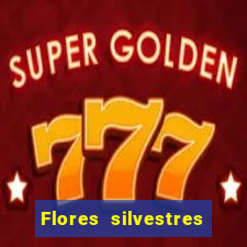 Flores silvestres brasileiras 25